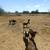 Nigerian dwarf goats (OBO) 3 thumbnail
