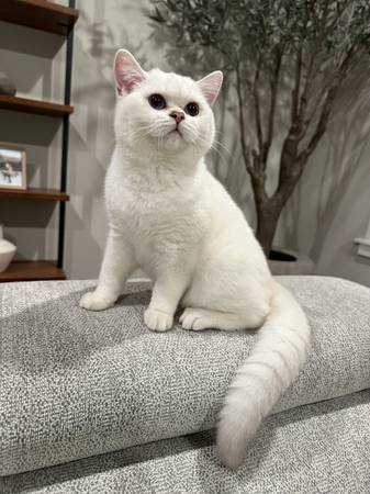 british 3 year old cat63911603543426120