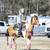 Horse training 4 thumbnail