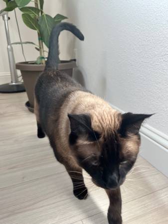2-year old Siamese male neutered (Auburn)63679413058947122