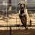 Cane corso 2 thumbnail