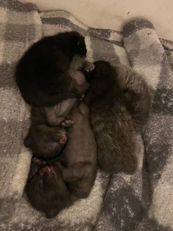 Kittens 1