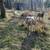 Katahdin rams 2 thumbnail