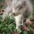 Reservations for Summer Bottle Baby Goats 4 thumbnail