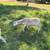 St. Croix Sheep 6 thumbnail