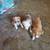 Hi i have 3 Chihuahua mix puppies 3 thumbnail