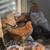 Chickens ( Roosters) 2 thumbnail