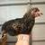 Various 6-8 week old suspected roosters 6 thumbnail