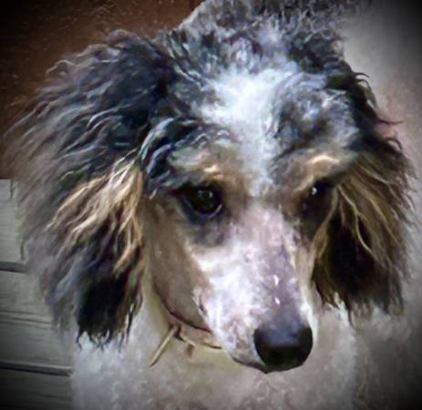11 Month Old Doodle (Eastgate)63908216027267121