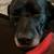 10 year old neutered male Lab Mix 5 thumbnail