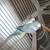 Quaker Parrot 2 thumbnail