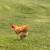 Rooster Free Buff Orphington 2 thumbnail
