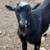 Nigerian Dwarf Goat 2 thumbnail