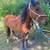 Horse 1 thumbnail