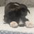 Temporary foster 1 thumbnail