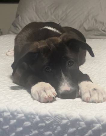 Temporary foster 1