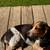 Beagle pup 1 thumbnail