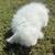 Bunnies 1 thumbnail