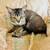 Female savannah x lynx kitten 3 thumbnail