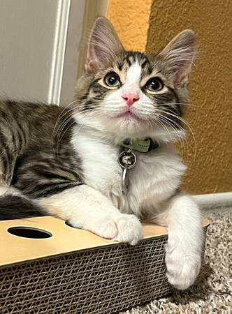 Kitten (Lancaster)63953954336002120