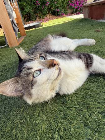 Gato encontrado - macho marrón/blanco (El Sereno)63804550457729120