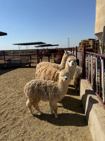 Alpacas 1