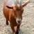 Nigerian Dwarf Doe in milk 2 thumbnail