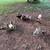 Chicken flock 4 thumbnail