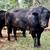 Balancer Herd bull 3 thumbnail