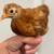 Buff Cochin Bantam Pullets and Cockerels 2 thumbnail