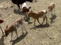 SUNDOG Mini-CALVES - $750 (mendocino county)63471418206081121