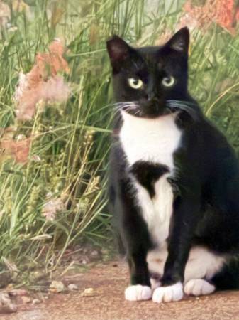 $100 Reward Missing Cat #3 (Kapolei)