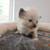 Ragdoll 3 thumbnail