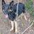 Immediate rehoming Male German Shepherd 15 thumbnail