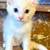 American Curl (Alpine) Kittens 1 thumbnail