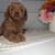 Mini goldendoodle 3 thumbnail