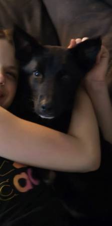 Australian shepherd lab 1