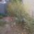 Yard work/ junk removal 8 thumbnail