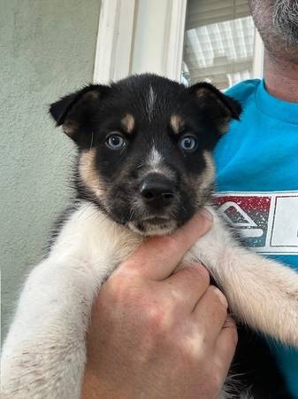 Blue Eyed Ausky Puppy 1
