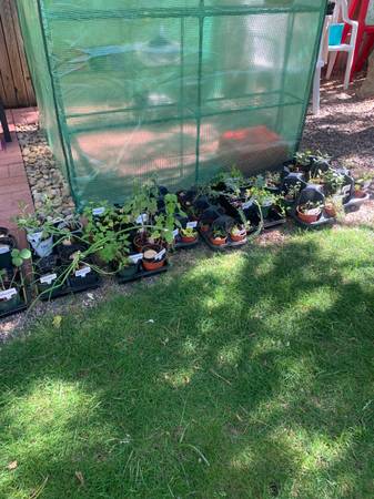Yard sale photo