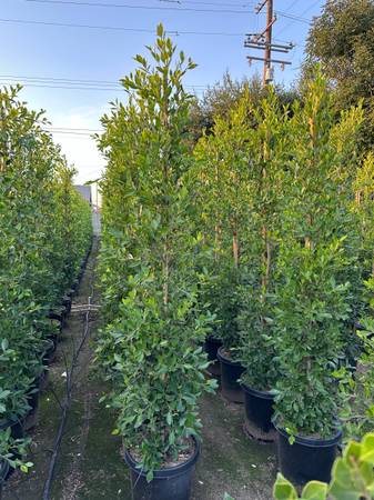 Ficus nitida indian laurel privacy hedge 1