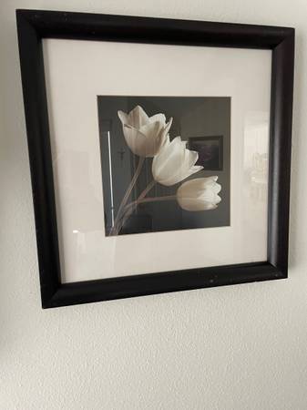 Tulips Picture 1