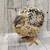 Coturnix Quail breeding pairs, trios and quartets 11 thumbnail