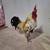 Aztec rooster and hen 2 thumbnail