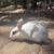 Rabbits 5 thumbnail