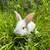TAMUK rabbits 4 thumbnail