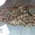 Women's Size 8.5 leopard print thong-style slippers or flip-flops 5 thumbnail