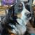 Bernese Mountain Dog (Bernie) 5 thumbnail