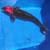 Koi fish 7 thumbnail