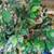 6 foot Artificial tree. Great shape. Non smoking no pet home 3 thumbnail